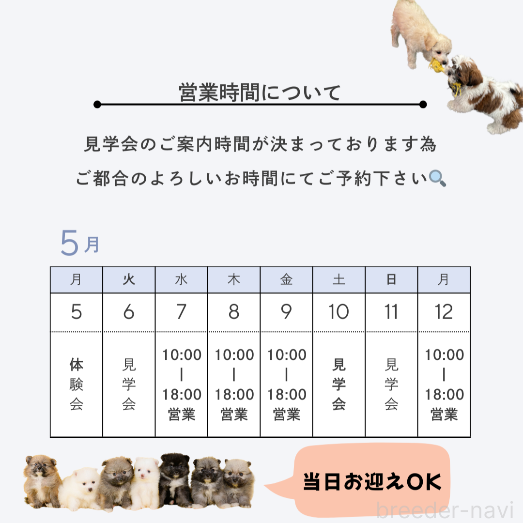 成約済の茨城県のマルプー:マルチーズ×トイプードル-384515の5枚目